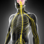 Chiro nerve system CCSV