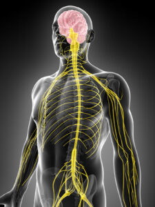 système nerveux chiropratique